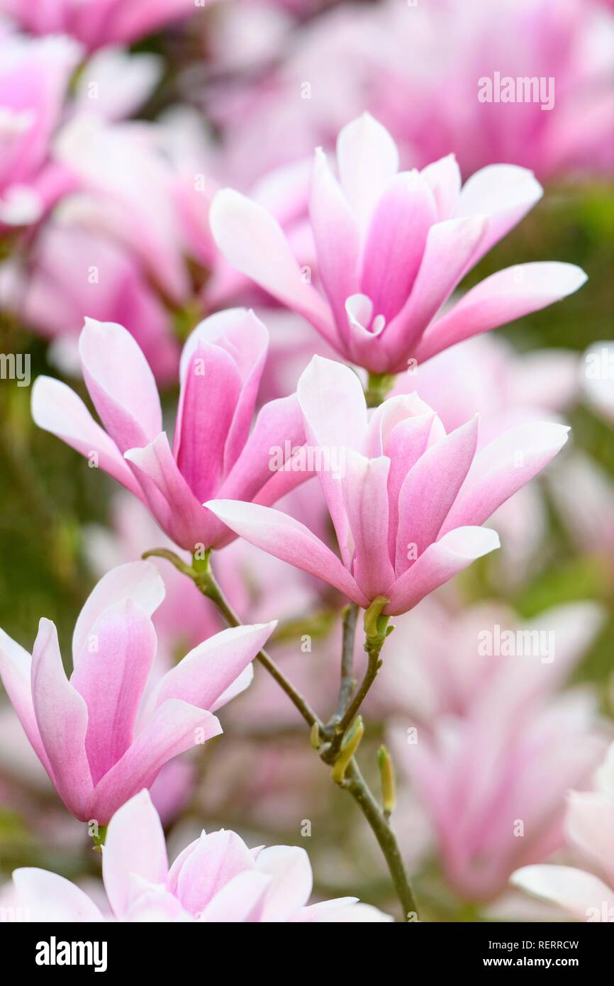 Magnoliasflower (Magnolia) variety Heaven Scent, Germany Stock Photo