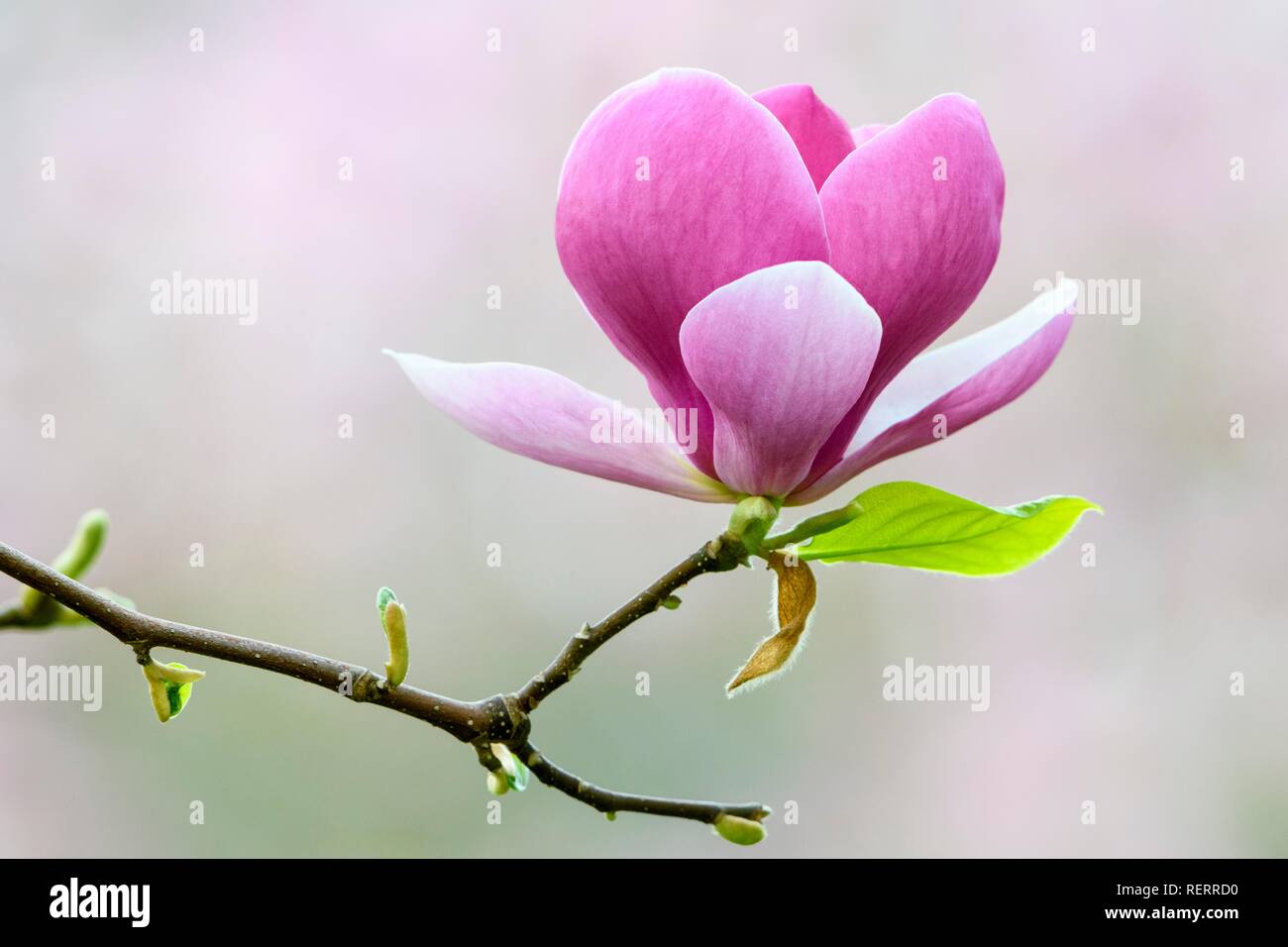 Saucer Magnolia (Magnolia x soulangeana), amabilis cultivar, Germany