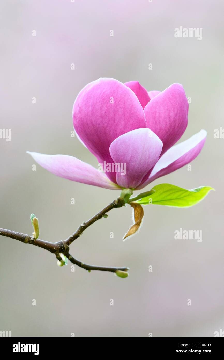 Saucer Magnolia (Magnolia x soulangeana), amabilis cultivar, Germany Stock Photo Alamy