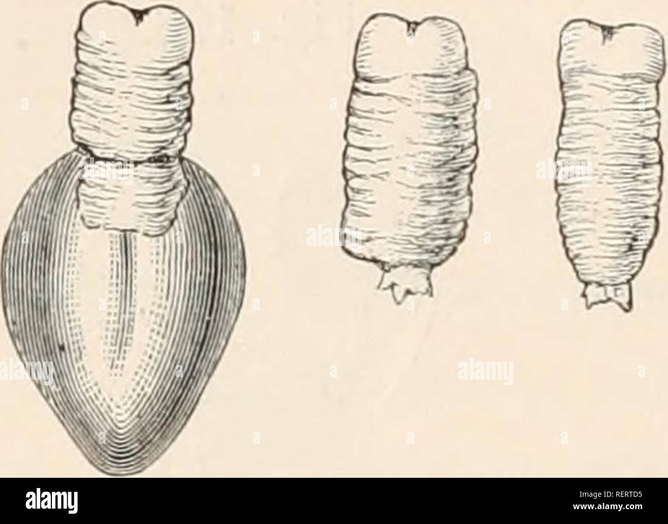 . Dr. H.G. Bronn's Klassen und Ordnungen des ThierReichs