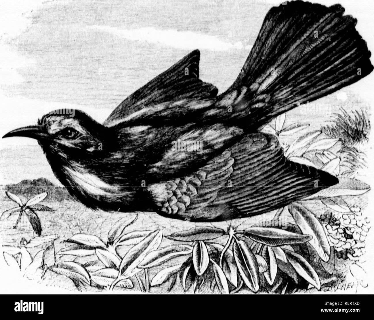 The illustrated natural history [microform]. Birds; Natural