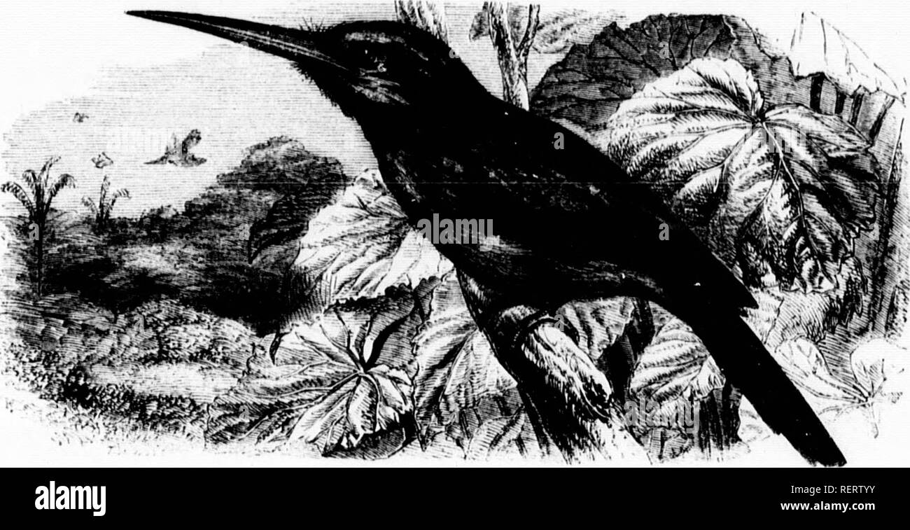 . The illustrated natural history [microform]. Birds; Natural history; Oiseaux; Sciences naturelles. 186 THE GREAT JACAMAR. m w M ! 1 i '1 â â 1 ^i.: jM^ 1 &gt;' 1 i . :' i i of the hoad IS green, a.ul the Lreastis n.arked ^vith the some ue n^^^^^^^ the peeuhar coppery tint ^vliieh has just been mentioned. The chin rie sh V i marked witli u lew l.rown spots, the ehest is dark ,re..n and eopp nmrt e w no also coppery-green bnt possess a large admixture of hjuo. The breas is Z^^^h^ Idtle copper, and tlie abdomen chocolate, marked with a few Lriot uul ia S^^^^^ Ihe upjjer surface of the tail is  Stock Photo