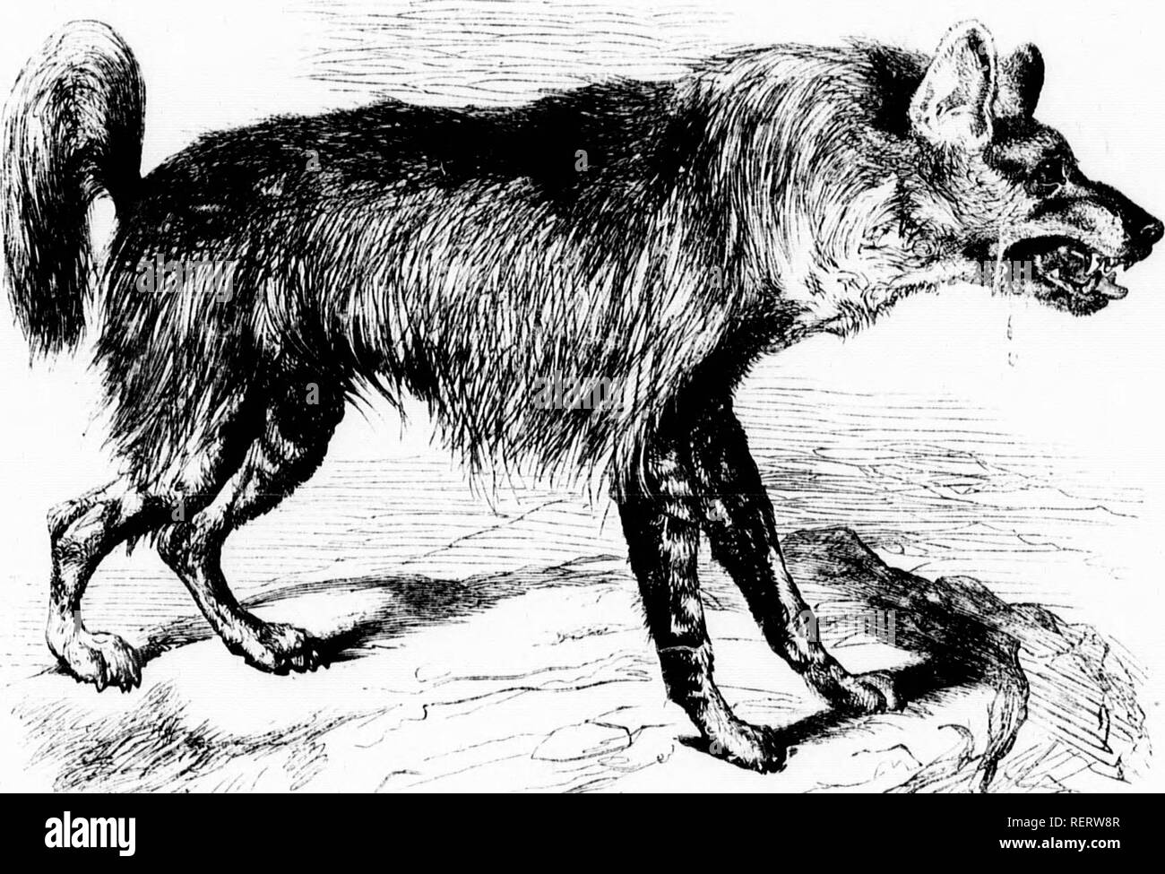 . The illustrated natural history [microform]. Mammals; Natural history; MammifÃ¨res; Sciences naturelles. '' &quot;^^t-â ^â -^Hi^-i^^^^^'l..^ nii'.iWN iiv.i;.A.âcvu'f.. nndihct. v^l tngetl ipr. Tl le paws arc nearly Ijlark. In tlio roll fL'tldll young specimen, whieli, furiously I'nounli. is devnid thereby ])resenting a reniarkalile'cnntrast to the uniuials wjiich we hav tin- Th'itish Museum is a very â ;]M)ts that mark its adult fur, or exami)le, the hon, which in mature age is of a iinihn-m tawiiv hue, is eoveivd young whh spots and striiies, Mhich seem to iiart 1 .1 rni . .- . ' e ali'cad Stock Photo