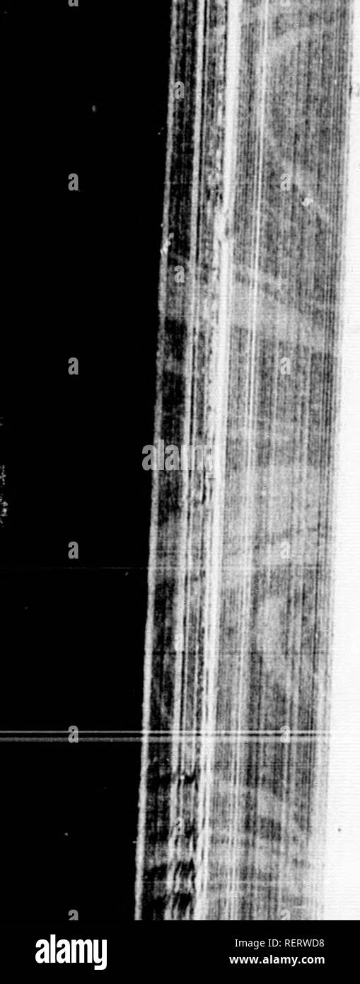 . The illustrated natural history [microform]. Reptiles; Fishes; Mollusks; Natural history; Reptiles; Poissons; Mollusques; Sciences naturelles. w m I In B' 06 VKhTKHH/K AND JAWS OK SXAKES.. ''h!ch ^Iho'til of 7u &quot;&quot;&quot;' &quot;'^1' ' ^&quot;&quot; &quot;&quot;/^ '^^ '^'^ Â«^''&quot;' ^^'^*'' ^ Â»'Â»' 'il&quot;'Â«Â« Identical with the articulation of the vertobm unon much in d.tieront species, in some Snakes hein. about tluve ImnS ^ ' '&quot;'' be |s=;;f ttiZnils^ s=t^S^s:i?Sn:: âr^^^ my be mentioned that in the spol where the limbs of &quot;airost a Un n Â£ ^ hicSed' are joined to  Stock Photo