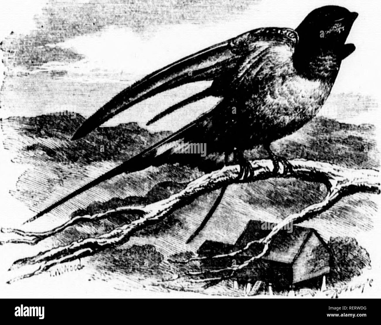 Boon fly Black and White Stock Photos & Images - Alamy