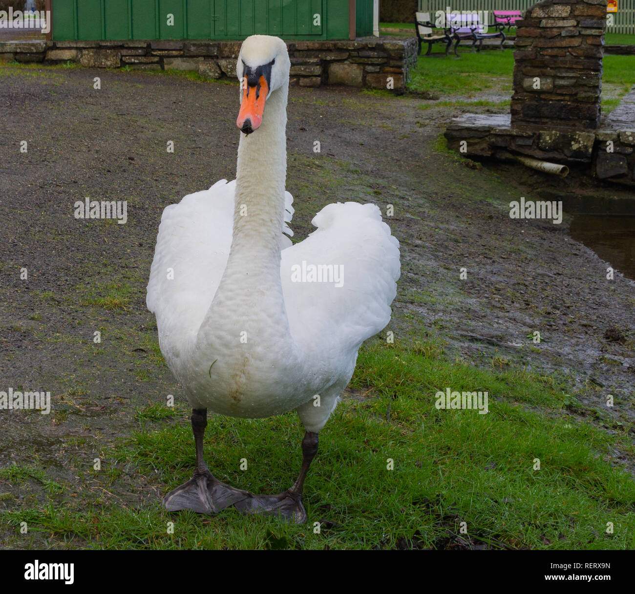 adult mute swan threat display with arched wings Stock Photo