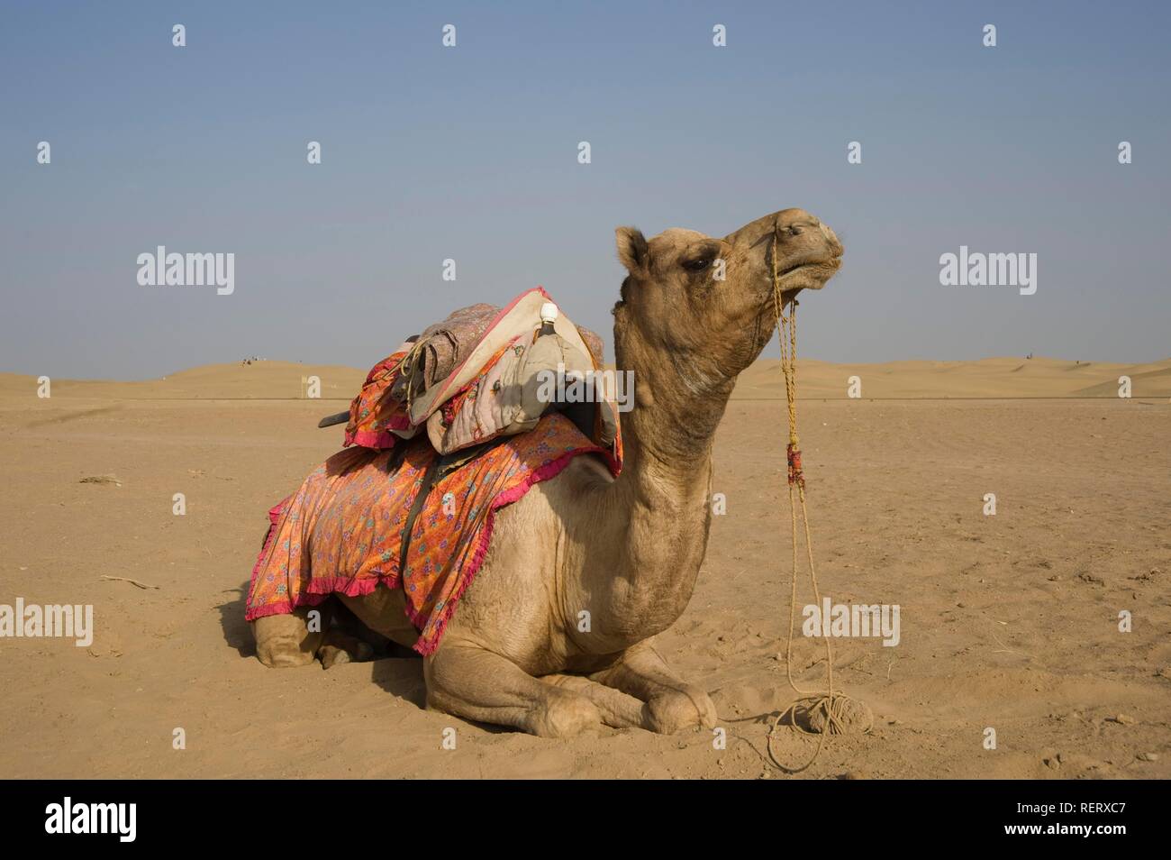 Camel, Jaisalmer, Thar Desert, Rajasthan, India, South Asia Stock Photo -  Alamy