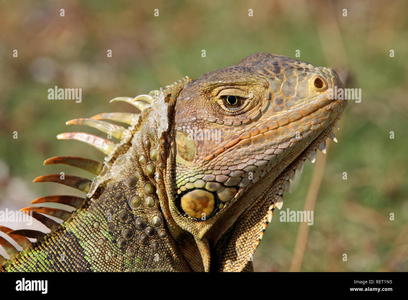 Grüner Leguan, Green Iguana, Iguana iguana at Florida Keys USA Stock Photo