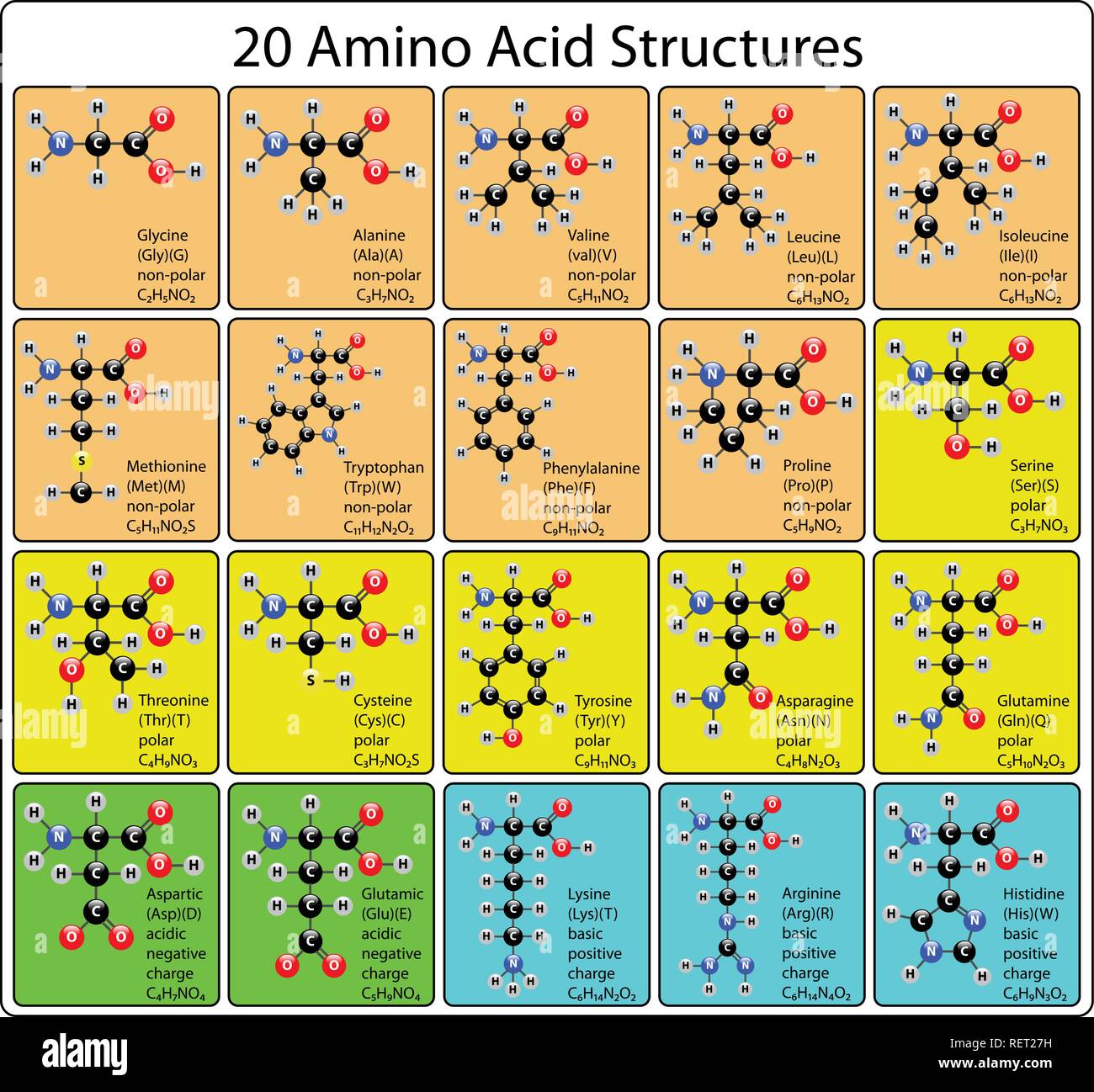 20 Amino Acid Molecules Ball and Stick Structure Stock Vector