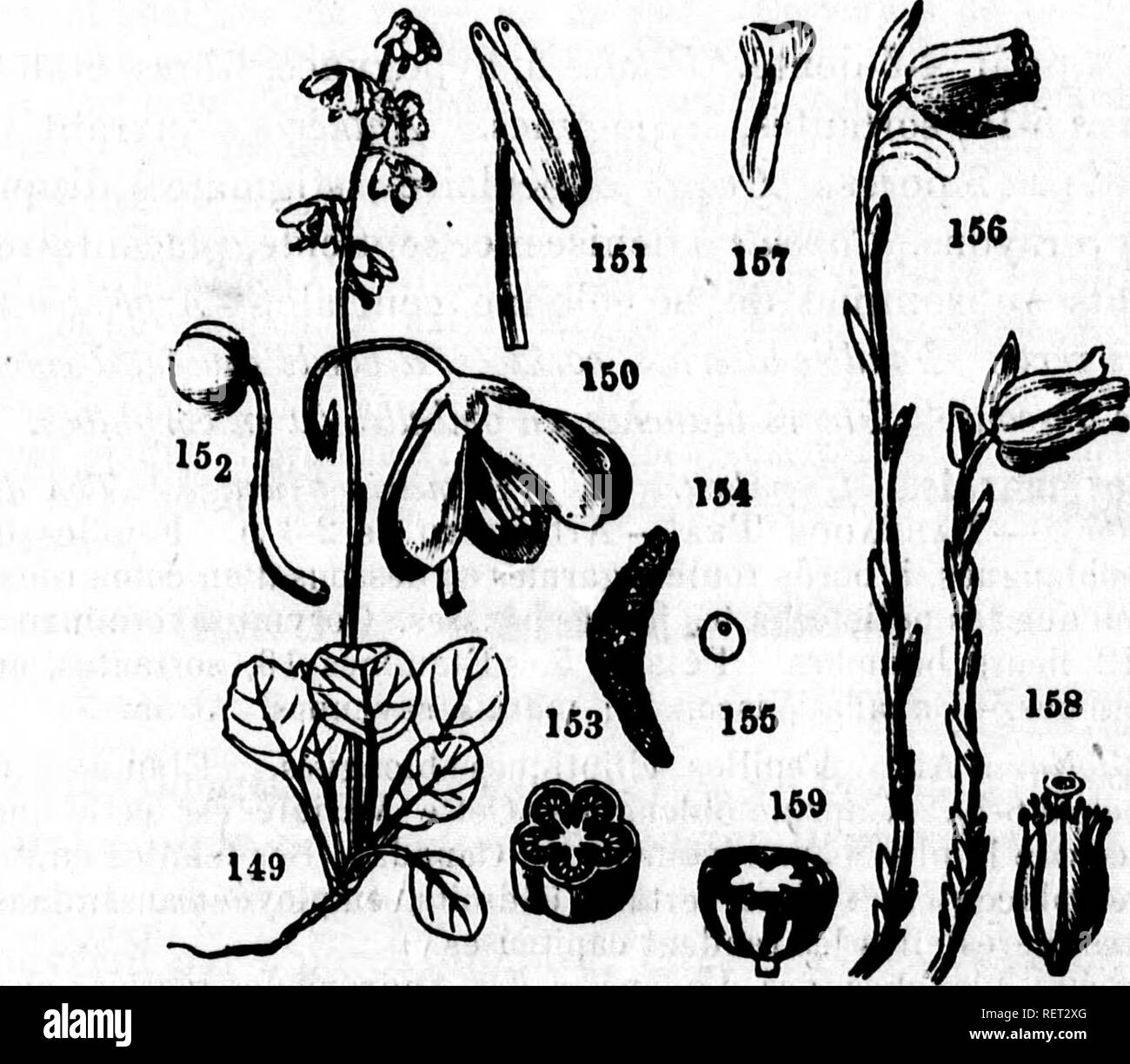 . Flore canadienne ou Description de toutes les plantes des forÃªts, champs, jardins et eaux du Canada [microforme] : donnant le nom botanique de chacune, ses noms vulgaires franÃ§ais et anglais, indiquant son parcours gÃ©ographique .... Botanique; Botanique; Plantes; Botany; Plants; Plants. '**â¢%&gt; ilimii &gt;.,..., (.Â«â 'â¢Â«'il iilliiiiriiiiiÃiiliir 872 DICOTYLÃDONESâ^MONOPÃTALES. II^. 5*! ; t .1', Fam. LXIX. PYROLACEES. Bfrolacea. Lindl. (Du Genre Fyrolm). Plante$ viracea, herbacÃ©es ou A peine aoua*UgneHÂ«ea, glabres. .., TVe nue on fevillte. Feniiii* simplet. Fleurs ^, solitaires on  Stock Photo