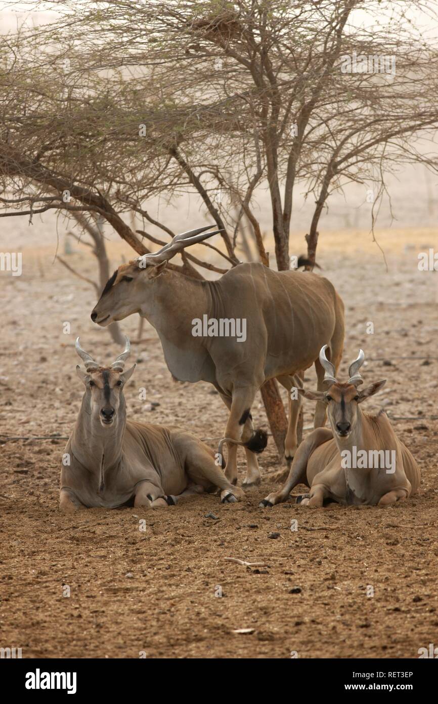 Eland antelope, (Traqelaphus oryx), Sir Bani Yas Island, private game reserve in the Persian Gulf with over 10000 steppe animals Stock Photo