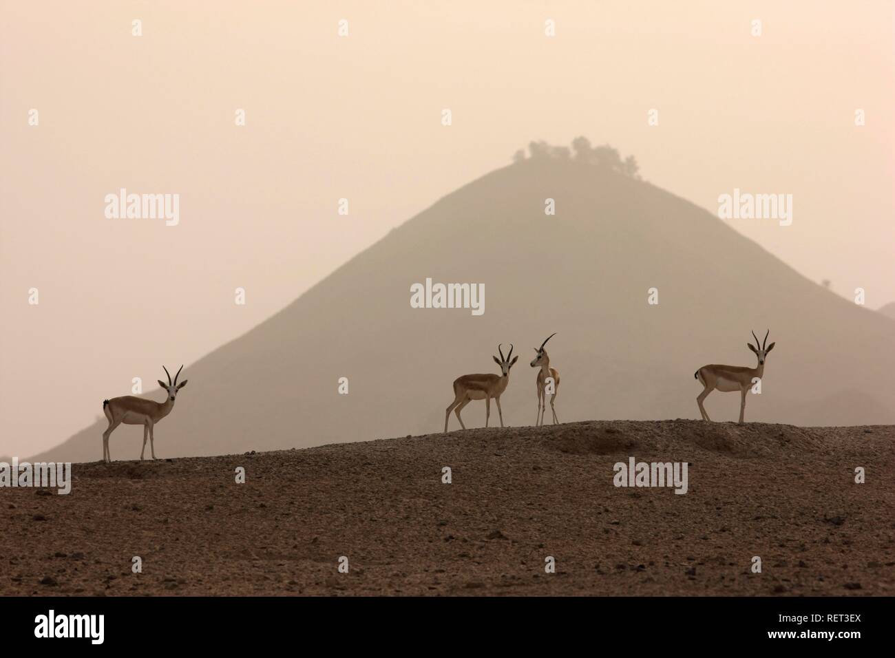 Arabian gazelles hi-res stock photography and images - Alamy