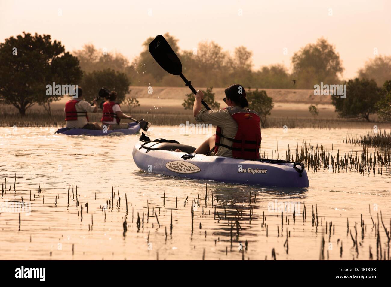 Kajak tour in the Mangrove Lagoons, private game reserve with over 10000 steppe animals, Sir Bani Yas Island, belongs to the Stock Photo