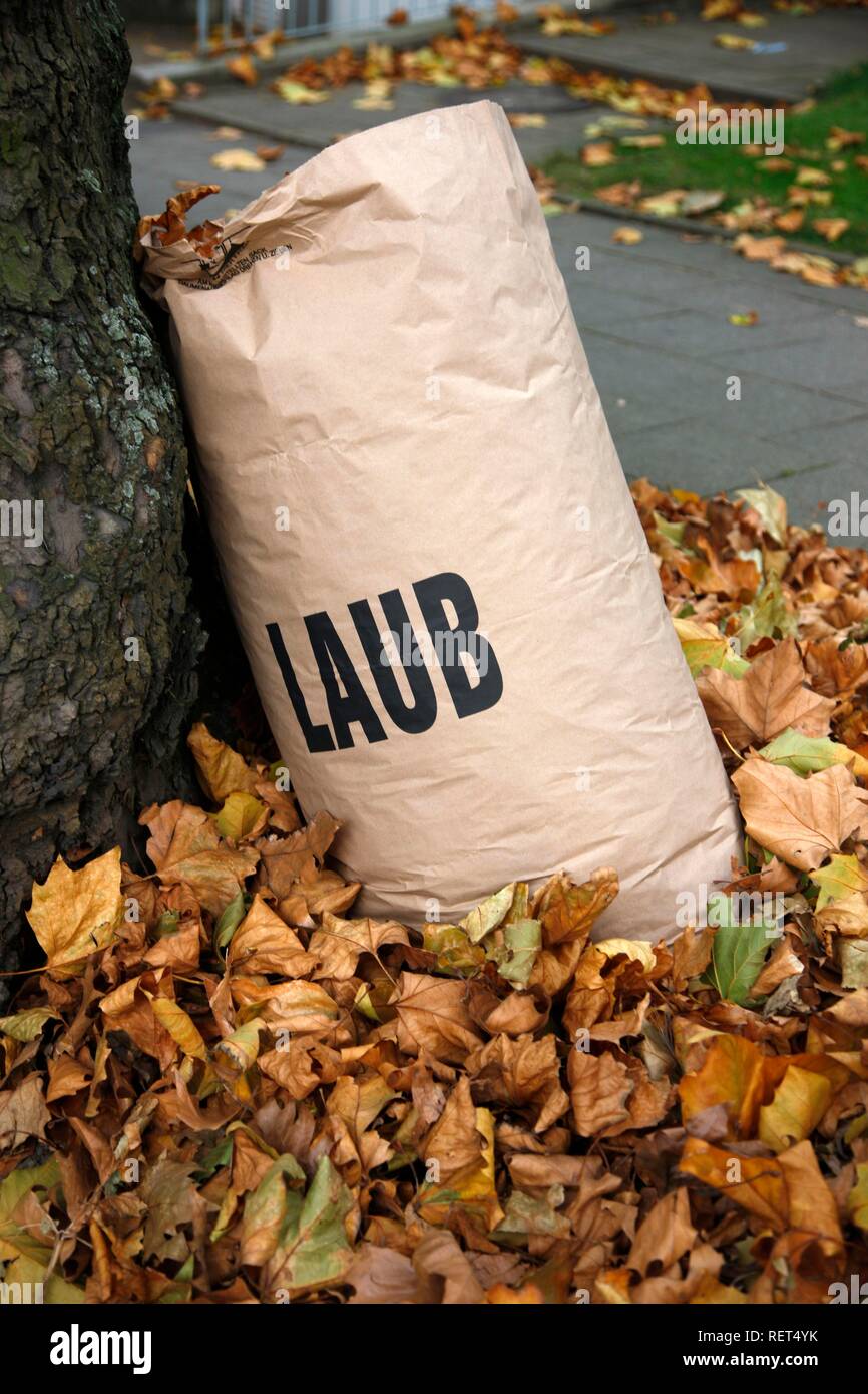 Paper bag for collecting leaves in the autumn, for disposal by the town