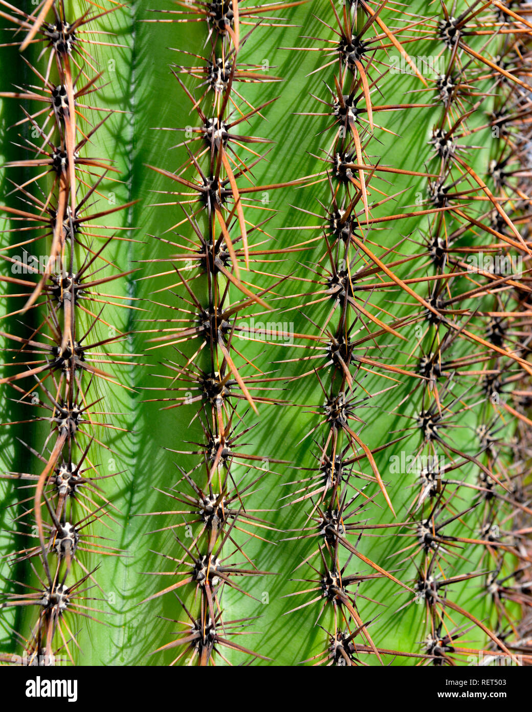 Close-up of saguaro cactus in Arizona showing its spines Stock Photo