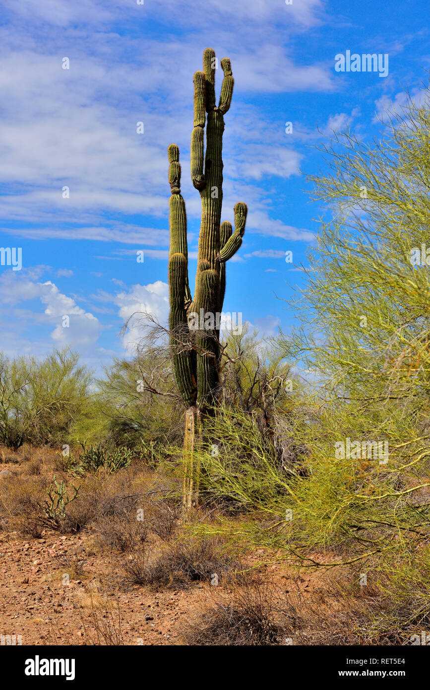 Arizona Sonora desert landscape with saguaro cactus Stock Photo - Alamy