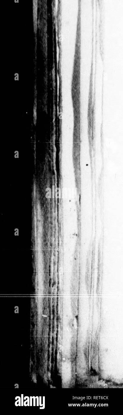 Peul Black And White Stock Photos Images Alamy