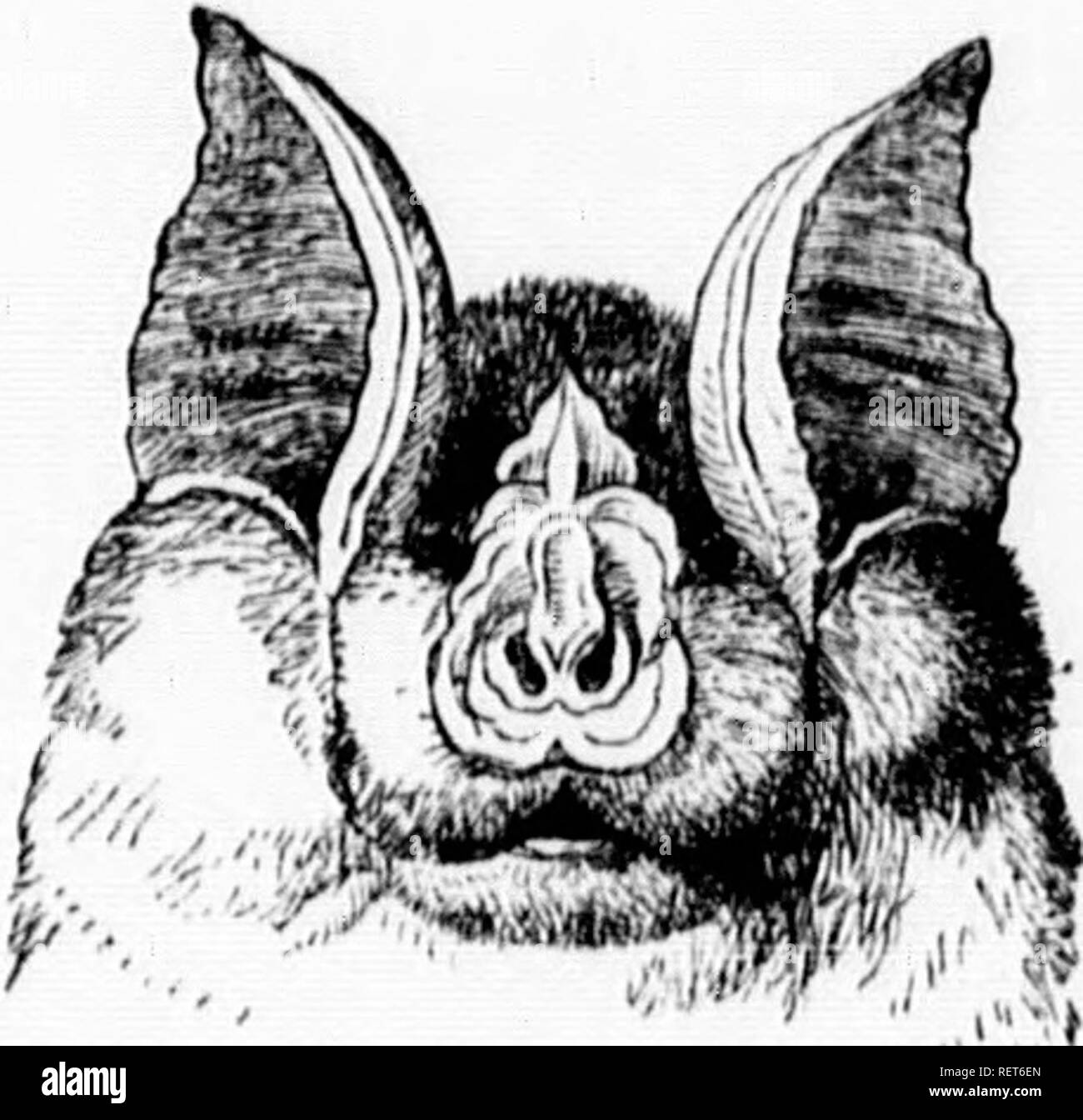 The illustrated natural history [microform]. Mammals; Natural history;  MammifÃ¨res; Sciences naturelles. 31 darkness seems leii sliut up in  a )rs, tlie bats still 'ct precision. In of a more than known