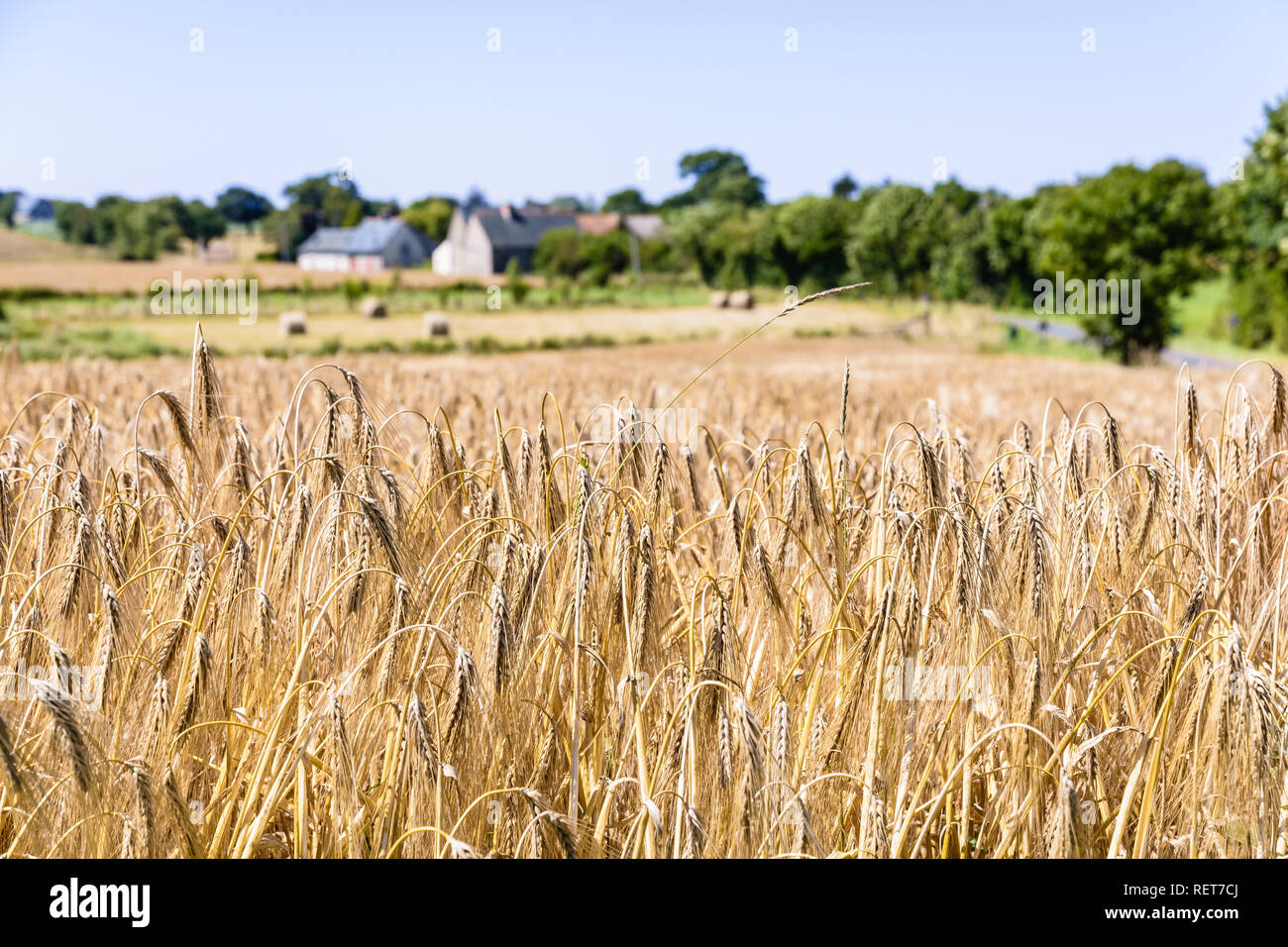 Barley Straw High Resolution Stock Photography and Images - Alamy