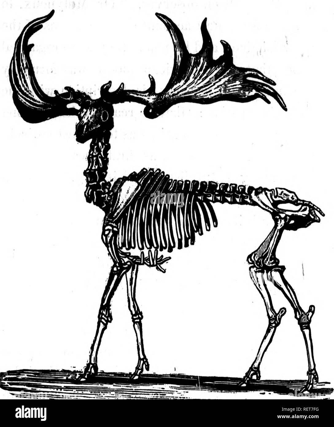 . Outlines of natural theology for the use of the Canadian student [microform] : selected and arranged from the most authentic sources. Natural history; Natural theology; Sciences naturelles; Théologie naturelle. GIGANTIC IRISH DEER. antlers were both absolutely and relatively larger in the extinct species : this, in fact, constitutes one of its best characteristics, and involves other differences in the form and proportions of its osseous frame- work. One of the modifications in the skeleton of megaceros, which relates to the vast weight of the head and neck, is the stronger proportions of it Stock Photo