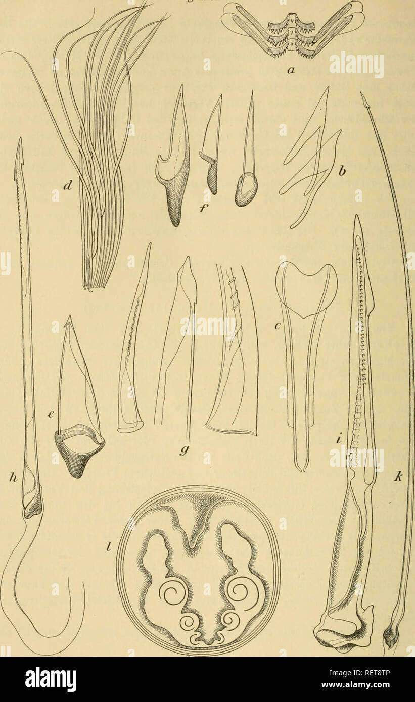 . Dr. H.G. Bronn's Klassen und Ordnungen des ThierReichs