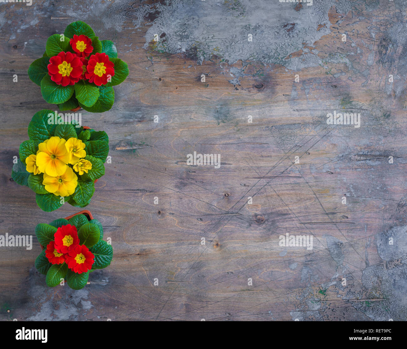 Primrose Primula Vulgaris, yellow and red garden flowers, potted