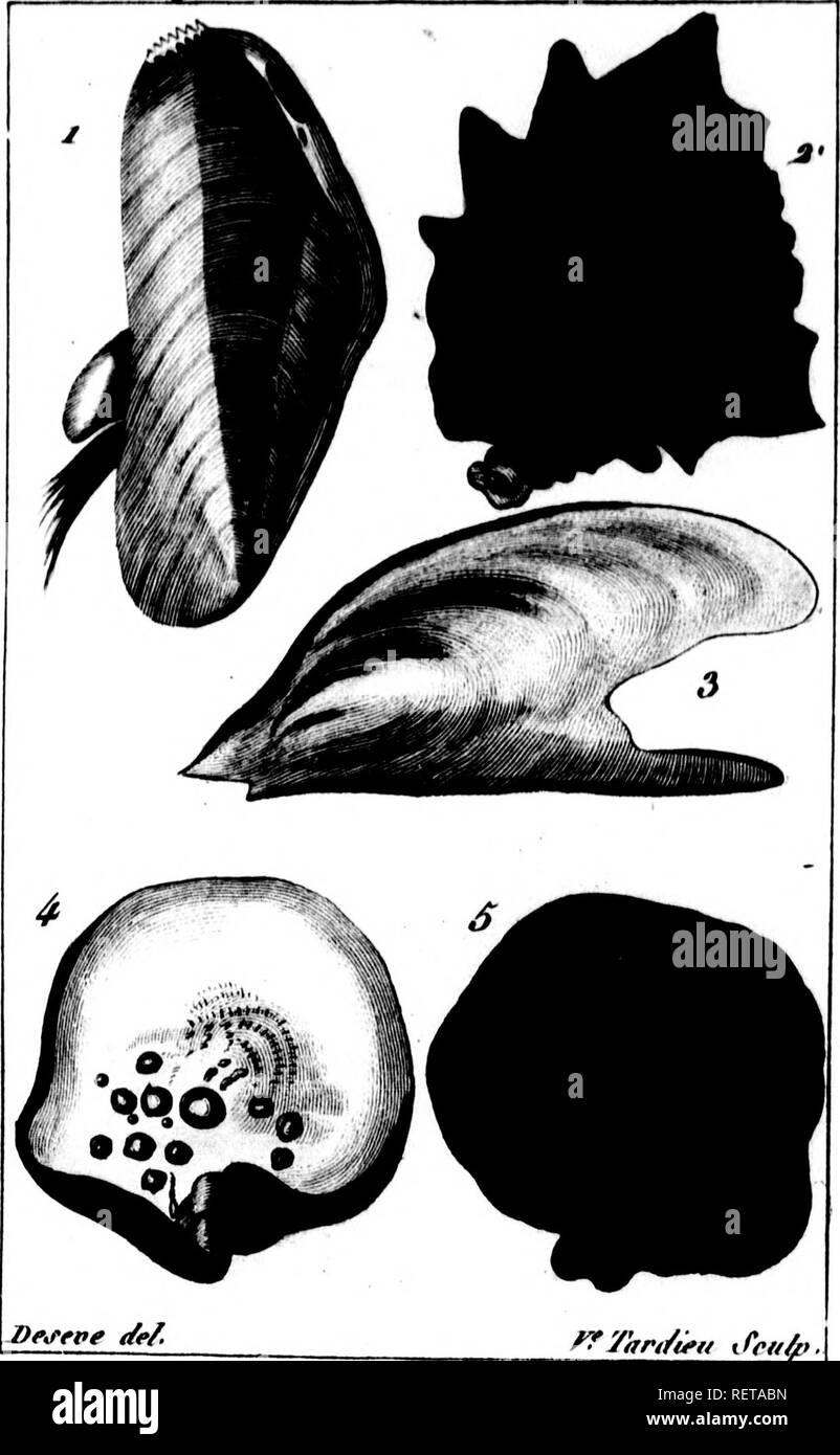 Coquilles de moule hires stock photography and images Alamy