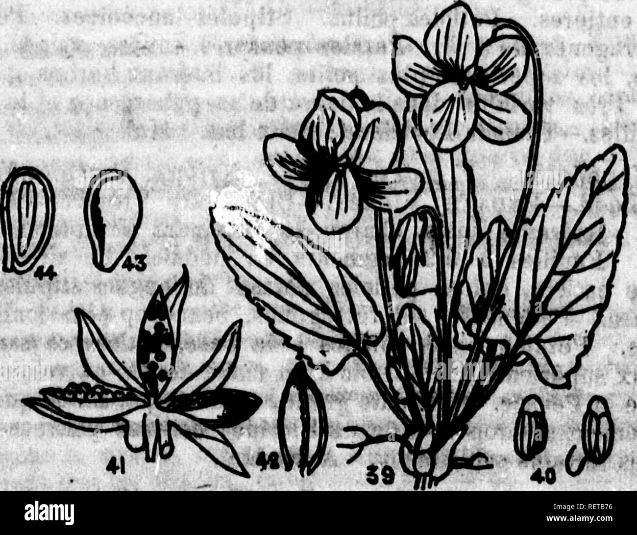 Ts Ion Black And White Stock Photos Images Alamy