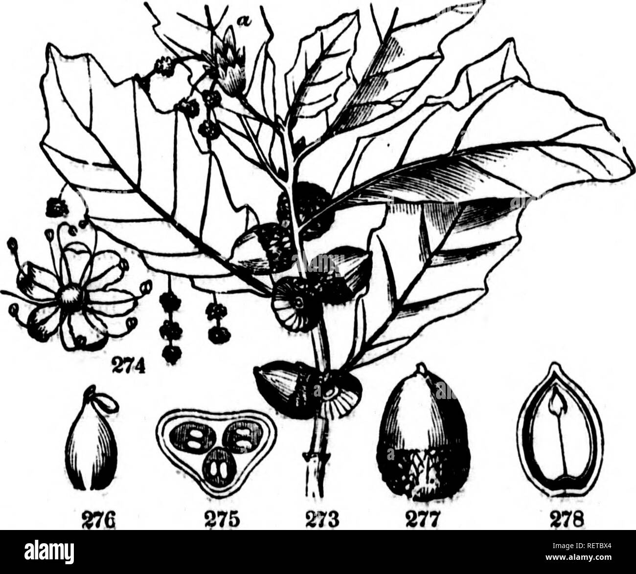 Feuilles caduques hi-res stock photography and images - Alamy, image size:1300x1174