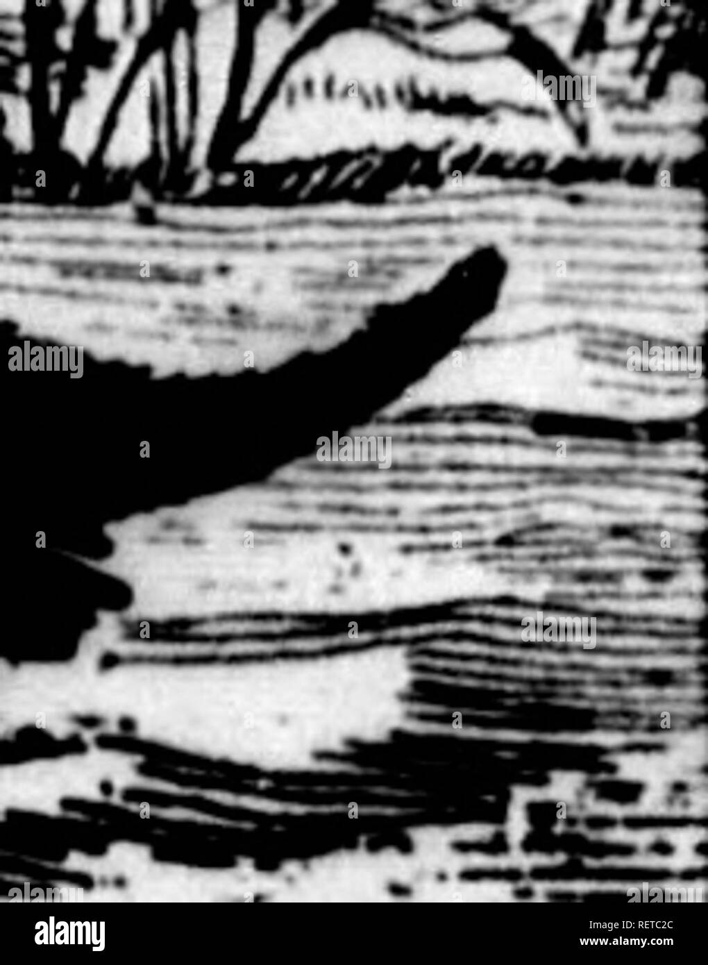 Chat Sauvage Stock Photos Chat Sauvage Stock Images Alamy