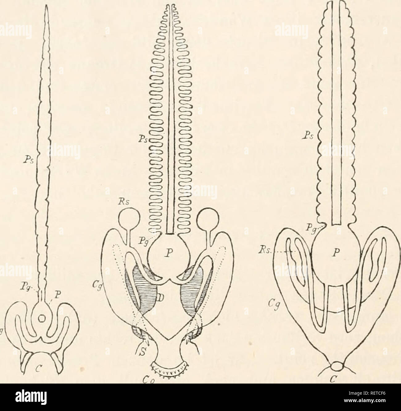 . Dr. H.G. Bronn's Klassen und Ordnungen des Thier-Reichs : wissenschaftlich dargestellt in Wort und Bild. Zoology. 190 Aplacophora. kaum 0,1 mm lang sind, unten dagegen auf die Kloakenwand sich fort- setzen. Die Weite der Kloakeugäuge schwankt sehr, bald bleiben zwischen ihnen und der Leibeswand Hämolymphräume, l)ald nicht. Wiren Fig. 10.. c AS c ScJionia (lor Geschlechtsorgane und Kloakengängc von A Chaetoderma nitidiüum, B Neomenia carinata, C Ehopalo- mem'a acuimnata. Ps Perigonadialschläuclie, Pg Perigonadial- gänge. P Pericard. Cg Kloakengänge. Rs Eeceptaculum seniinis. Co Begattungswerk Stock Photo