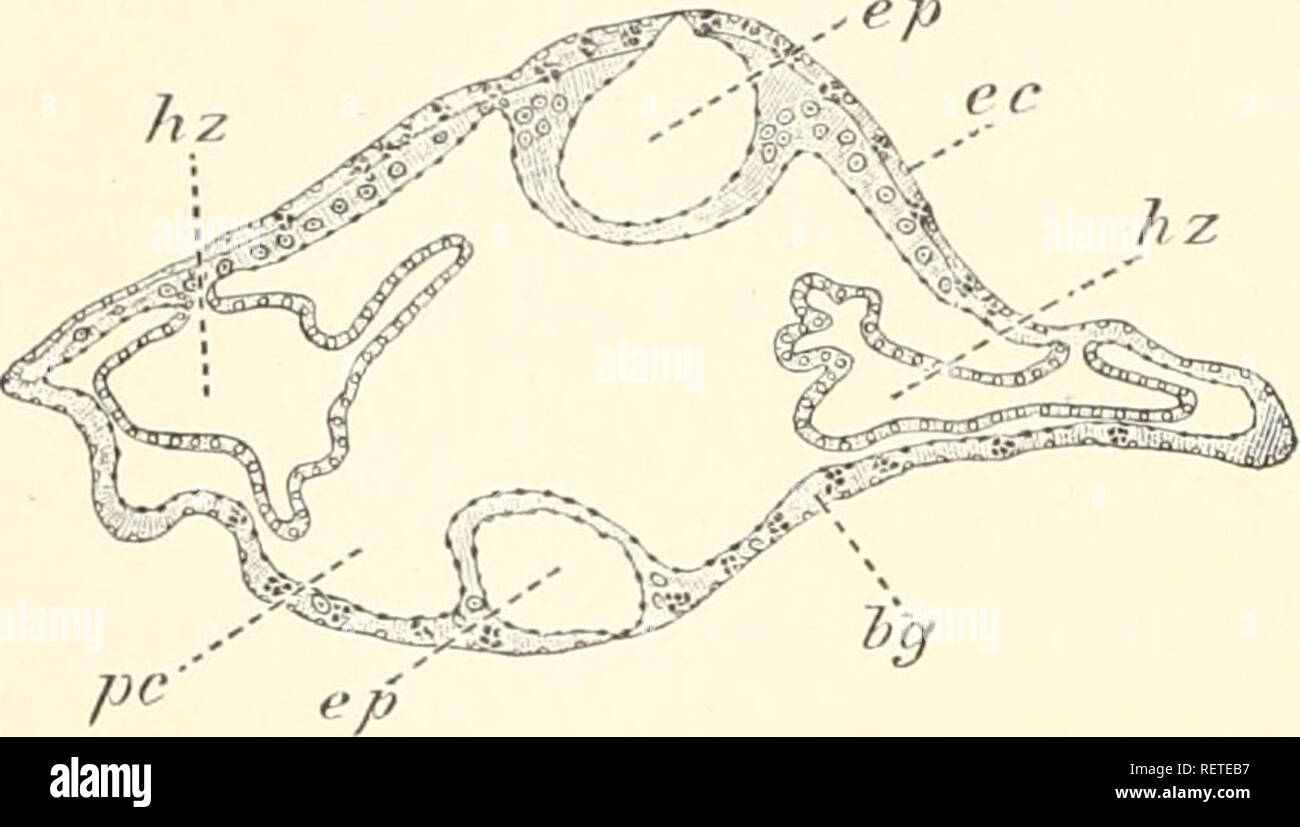 . Dr. H.G. Bronn's Klassen und Ordnungen des ThierReichs