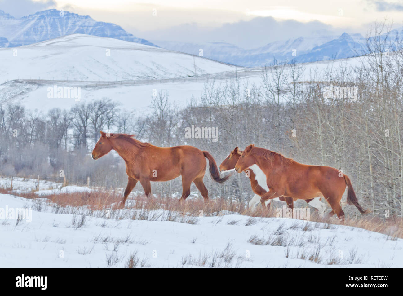 Side view as 3 horses climb hill on cold winter day in the shadow of the Rocky Mountains in rural Alberta near Waterton Lakes National Park, Canada. Stock Photo
