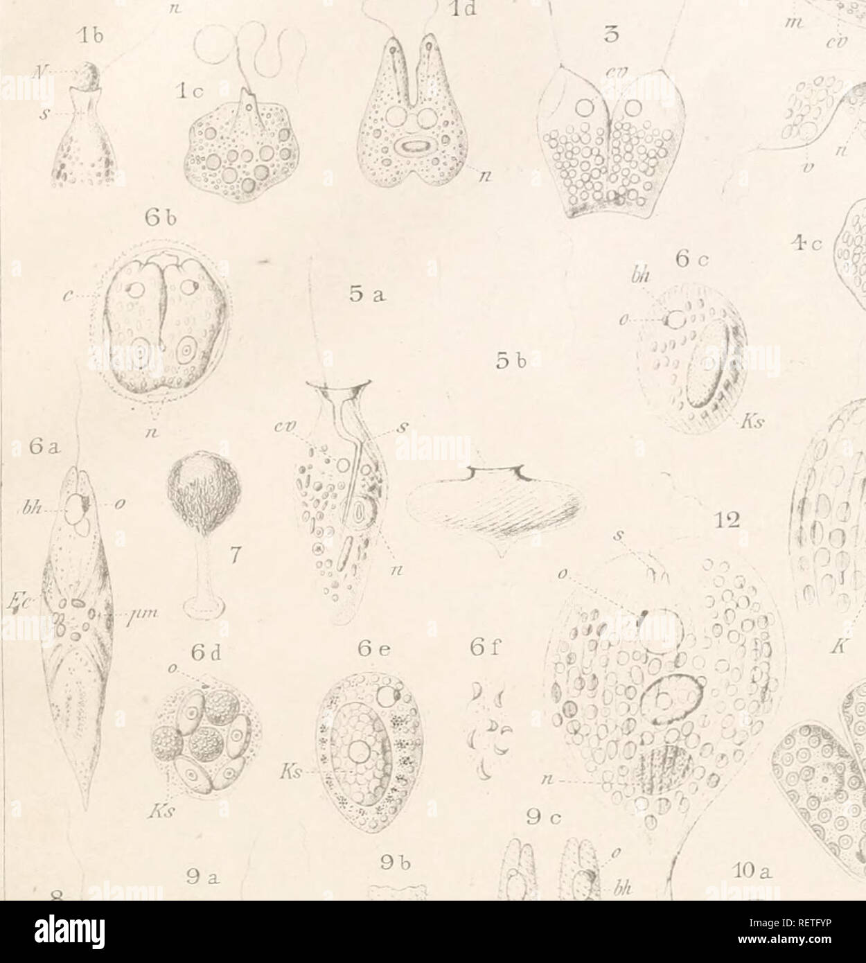 . Dr. H.G. Bronn's Klassen und Ordnungen des Thier-Reichs : wissenschaftlich dargestellt in Wort und Bild. Zoology. Flagellata. la Taf. XL'1I.. /Â»Wn - 4&quot; a 4b 15 &gt; 16 b â,, o -l... .-M U , 14 16 a ^^&quot;â â yi 10 b Â©Â®T^ M C; Â«^.ill^' 15. Please note that these images are extracted from scanned page images that may have been digitally enhanced for readability - coloration and appearance of these illustrations may not perfectly resemble the original work.. Bronn, H. G. (Heinrich Georg), 1800-1862. Leipzig : C. F. Winter Stock Photo