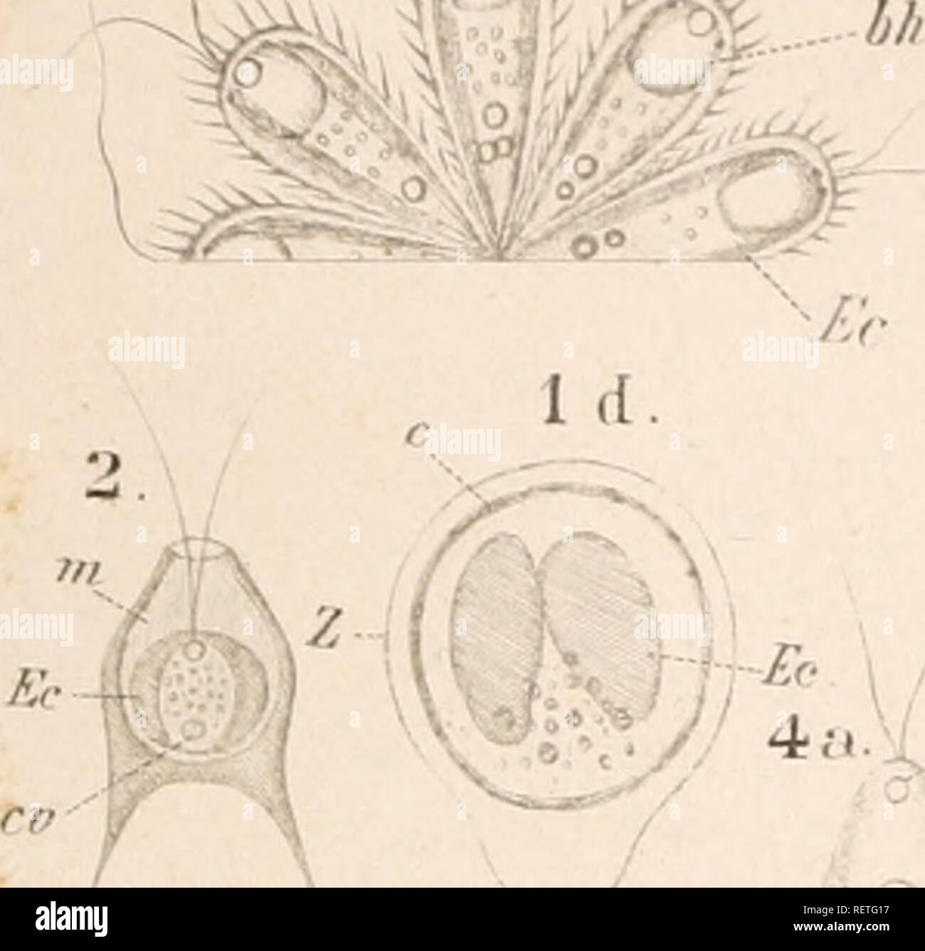 . Dr. H.G. Bronn's Klassen und Ordnungen des Thier-Reichs : wissenschaftlich dargestellt in Wort und Bild. Zoology. Flagellala. Tat: XLin. 1.1. m, '^ 'j4 -^/'. z 5o 51). 6a. Rli. 11. Ic / : f.;- i â 'T'n I. Please note that these images are extracted from scanned page images that may have been digitally enhanced for readability - coloration and appearance of these illustrations may not perfectly resemble the original work.. Bronn, H. G. (Heinrich Georg), 1800-1862. Leipzig : C. F. Winter Stock Photo