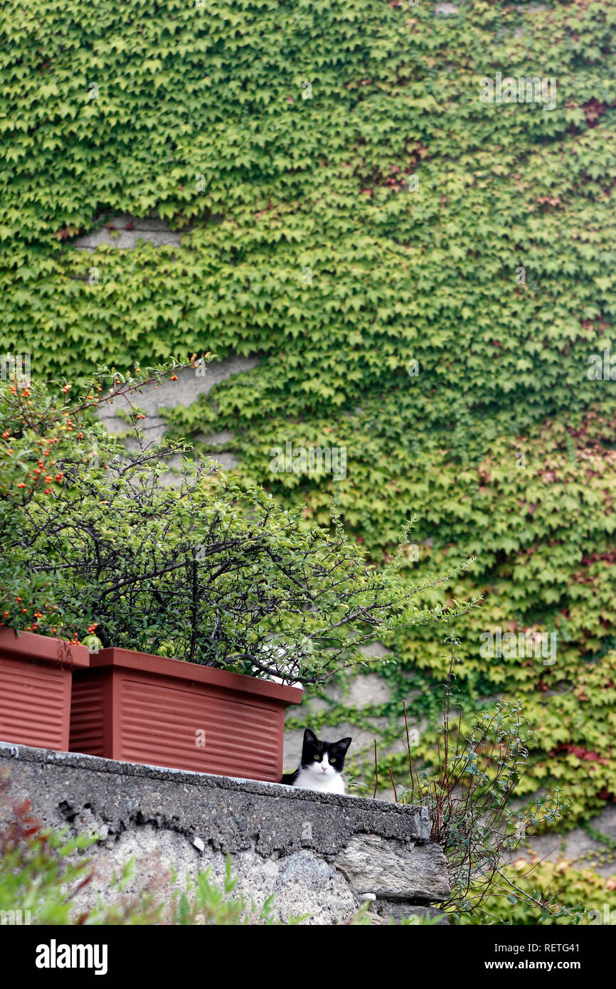 Switzerland Ticino Lugano Lake Lugano Swiss Alps architectural detail ivy covered wall with cat Stock Photo