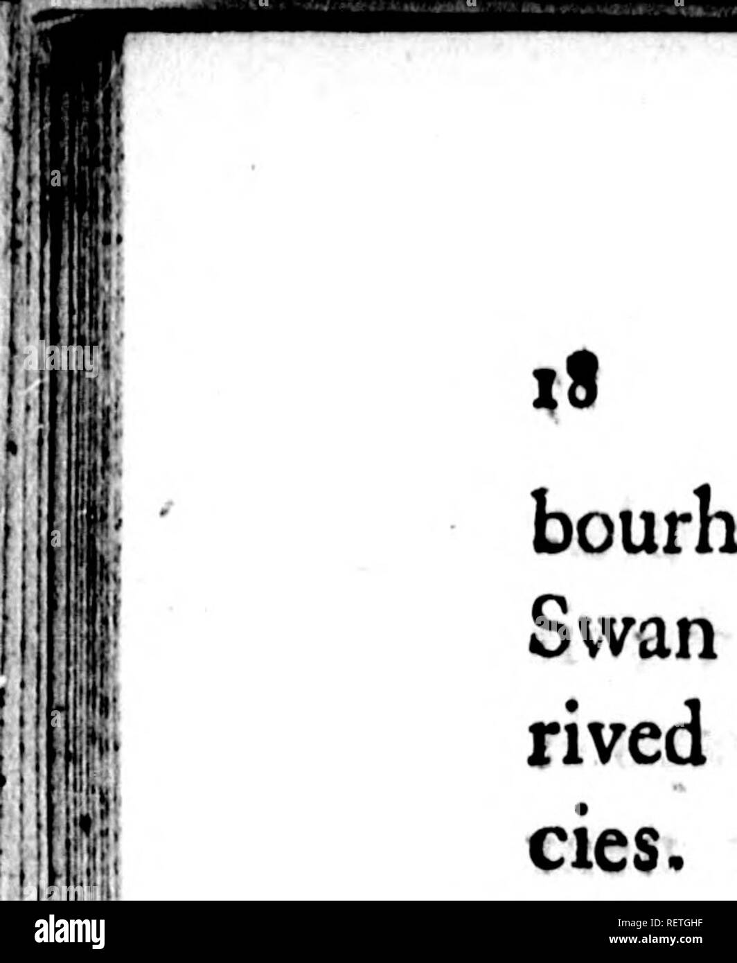 . The natural history of birds [microform] : from the French of the Count de Buffon. Ornithology; Birds; Ornithologie; Oiseaux. ft SWAN, bourhood of London, entirely white. The tame Swan muft therefore be regarded as a breed de* rived anciently and originally from the wild fpe-. cies. Klein, Frifch, and Linnaus have formed the fame opinion ; though Willughby and Ray pretend the contrary. ... &gt; . ,., : Belon reckons the Swan to be the largeft of the aquatic birds; which is true, excepting, however, that the pelican has a much greater alar extent, that the albatrofs is as bulky, and that the  Stock Photo