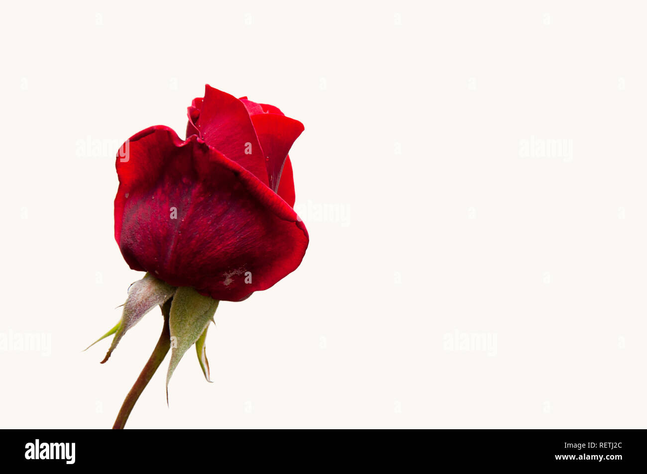 isolated red rose by jziprian Stock Photo - Alamy