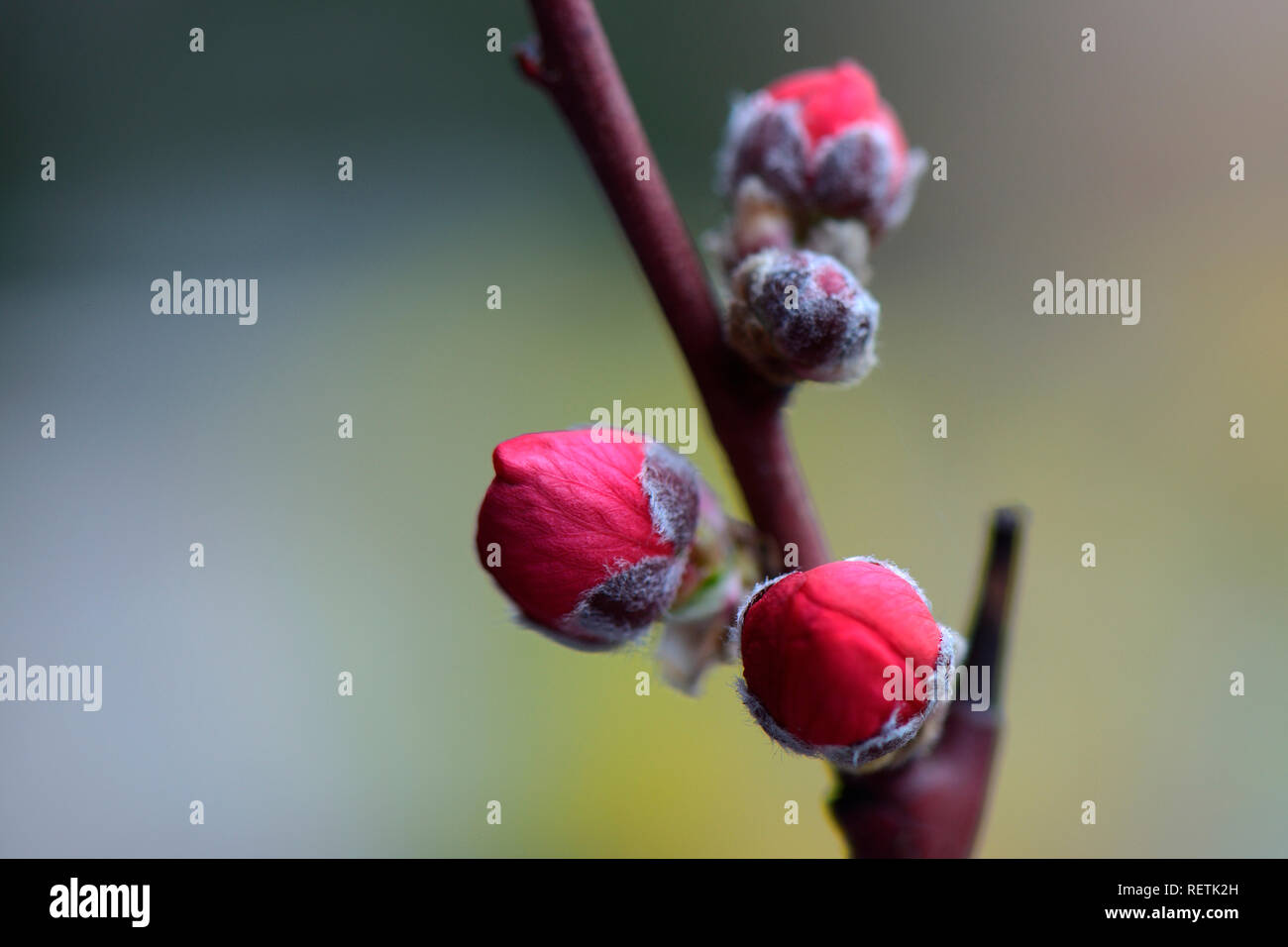 Peach Melred, Prunus persica Stock Photo - Alamy