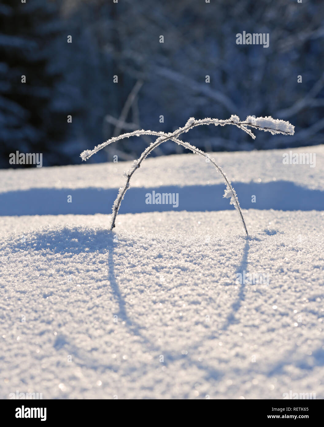 Frozen plants in deep snow on a sunny day Stock Photo