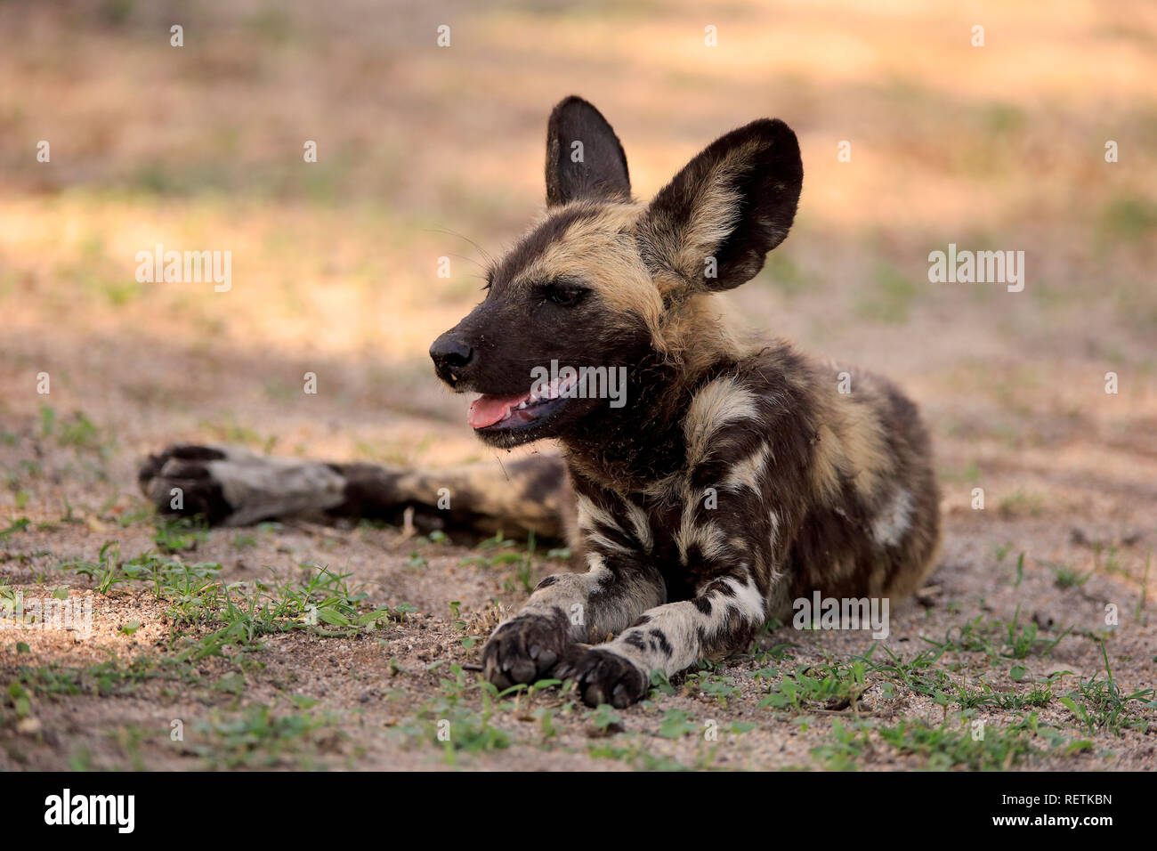 African Wild Dog, Sabi Sand Game Reserve, Kruger Nationalpark, South Africa, Africa, (Lycaon pictus) Stock Photo