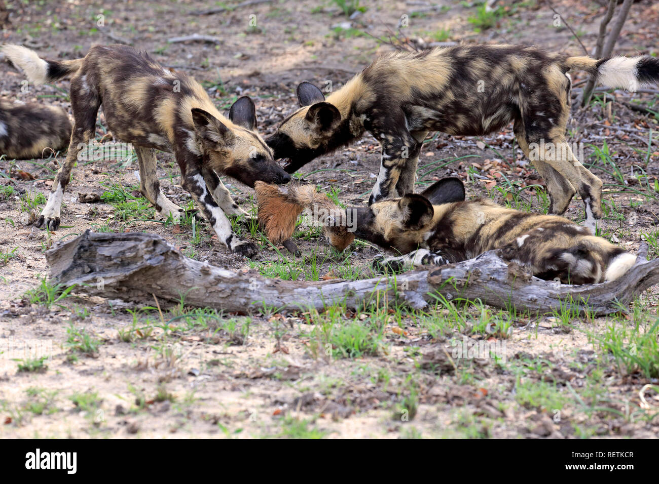 African Wild Dog, group of adults feeding at prey, Sabi Sand Game Reserve, Kruger Nationalpark, South Africa, Africa, (Lycaon pictus) Stock Photo