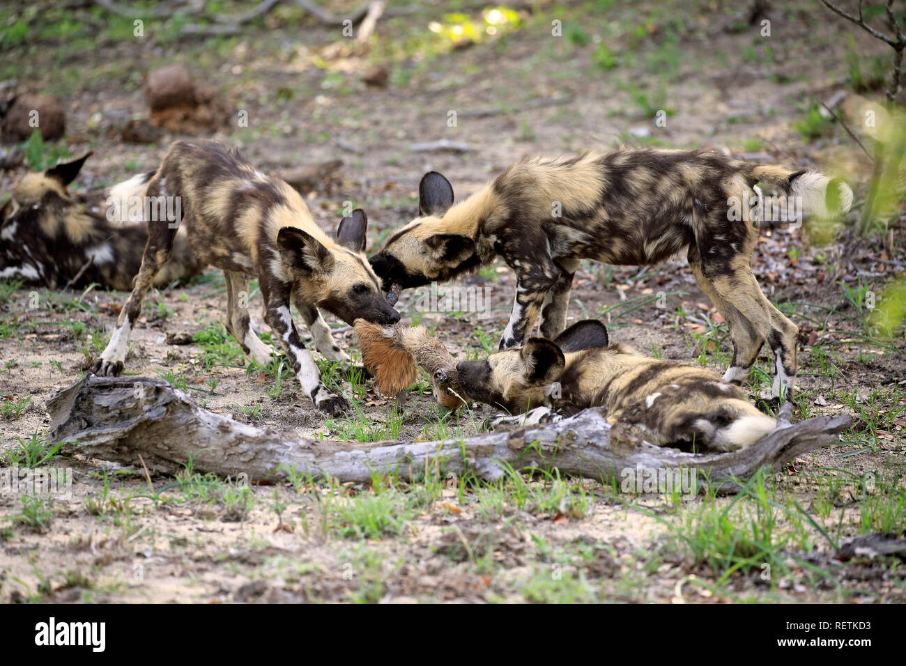 African Wild Dog, group of adults feeding at prey, Sabi Sand Game Reserve, Kruger Nationalpark, South Africa, Africa, (Lycaon pictus) Stock Photo