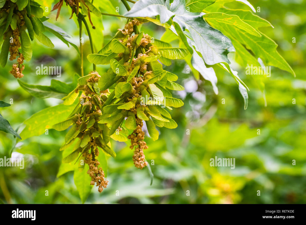 Winged seeds hires stock photography and images Alamy