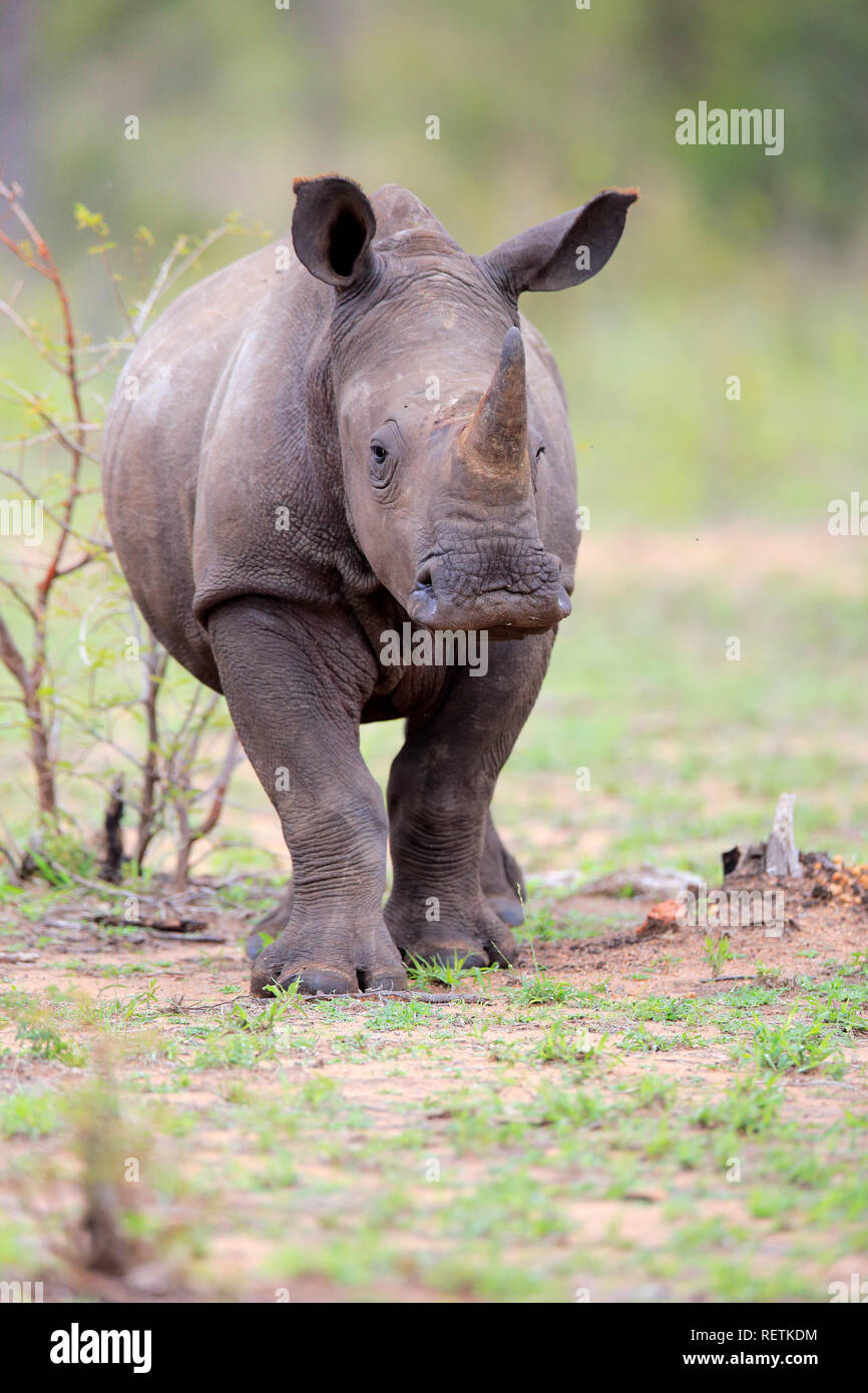 White Rhinoceros, Sabi Sand Game Reserve, Kruger Nationalpark, South Africa, Africa, (Ceratotherium simum) Stock Photo