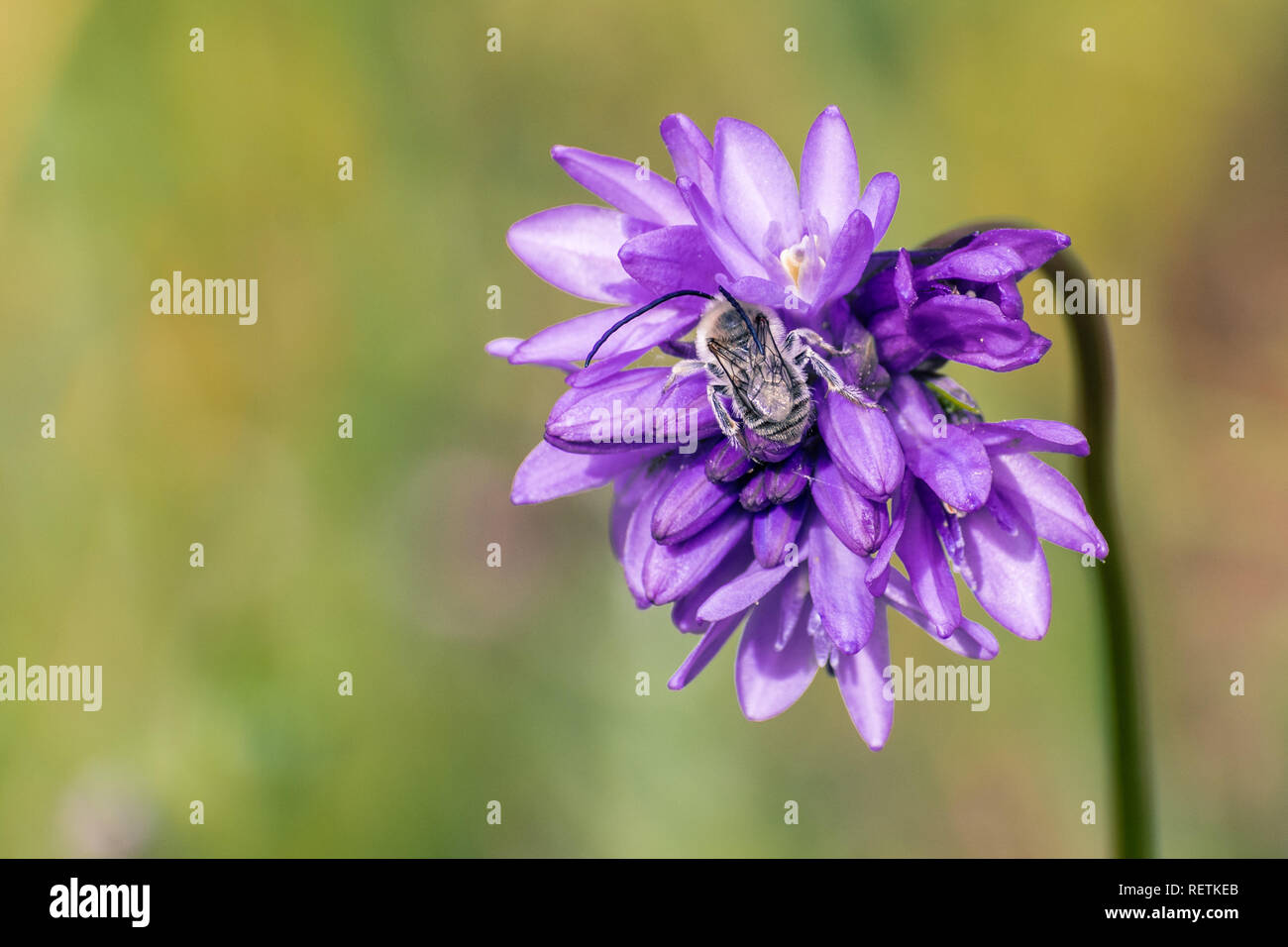 Long horned bee pollinating a Blue dick wildflower (Dichelostemma