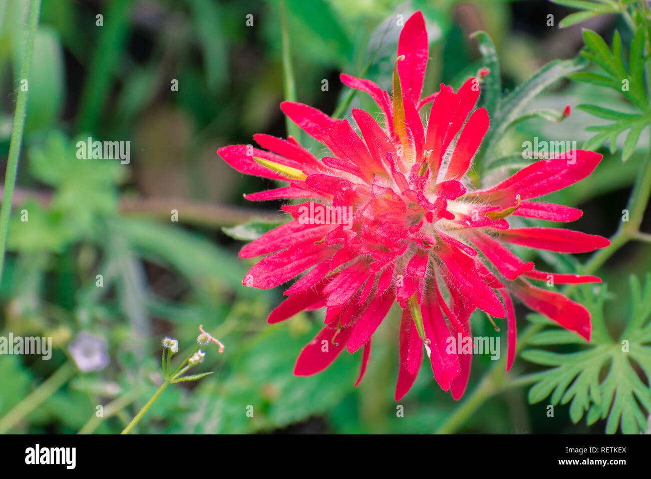 United states indian hot spring hi-res stock photography and images - Alamy