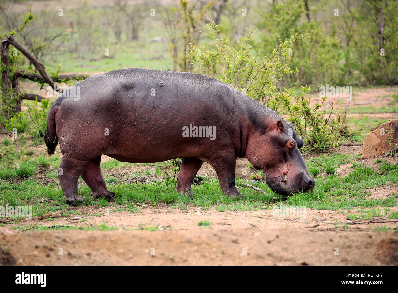 Hippopotamus, feeding on fresh grass after first rain, Kruger Nationalpark, South Africa, Africa, (Hippopotamus amphibius) Stock Photo