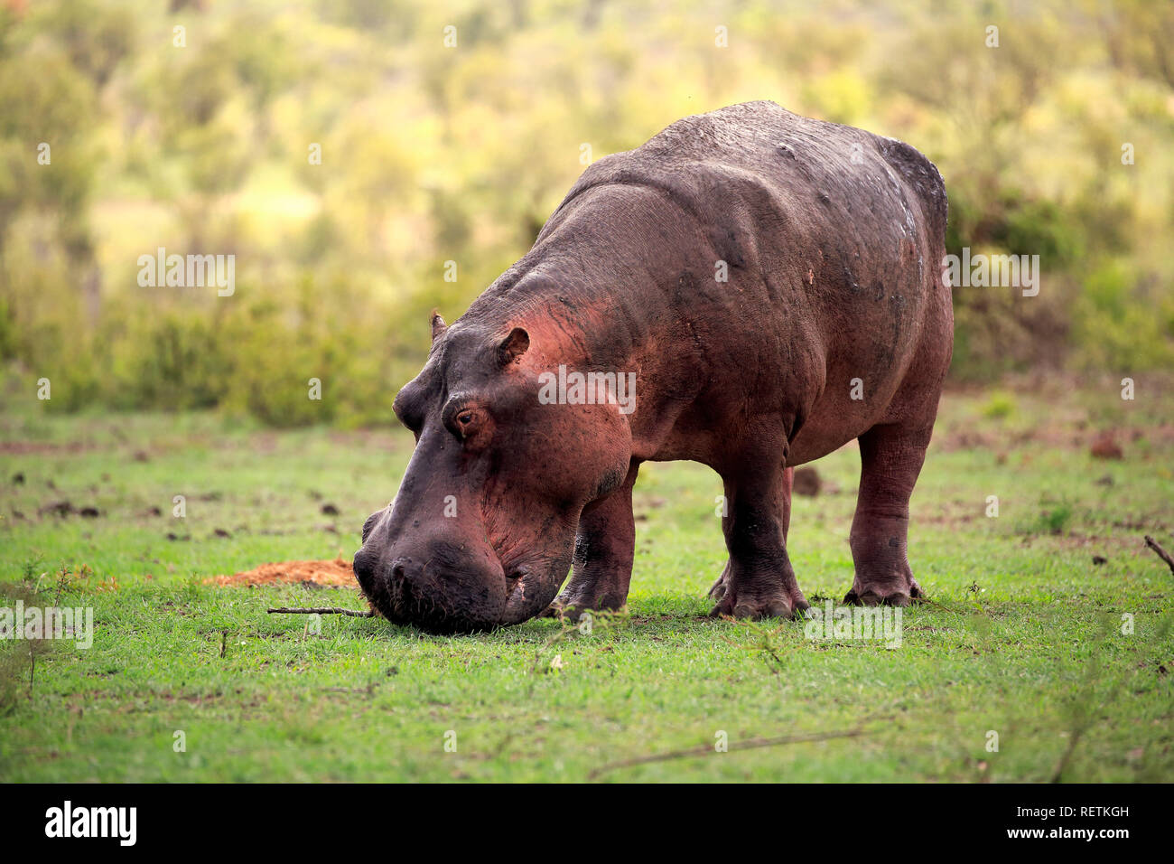 Hippopotamus, feeding on fresh grass after first rain, Kruger Nationalpark, South Africa, Africa, (Hippopotamus amphibius) Stock Photo