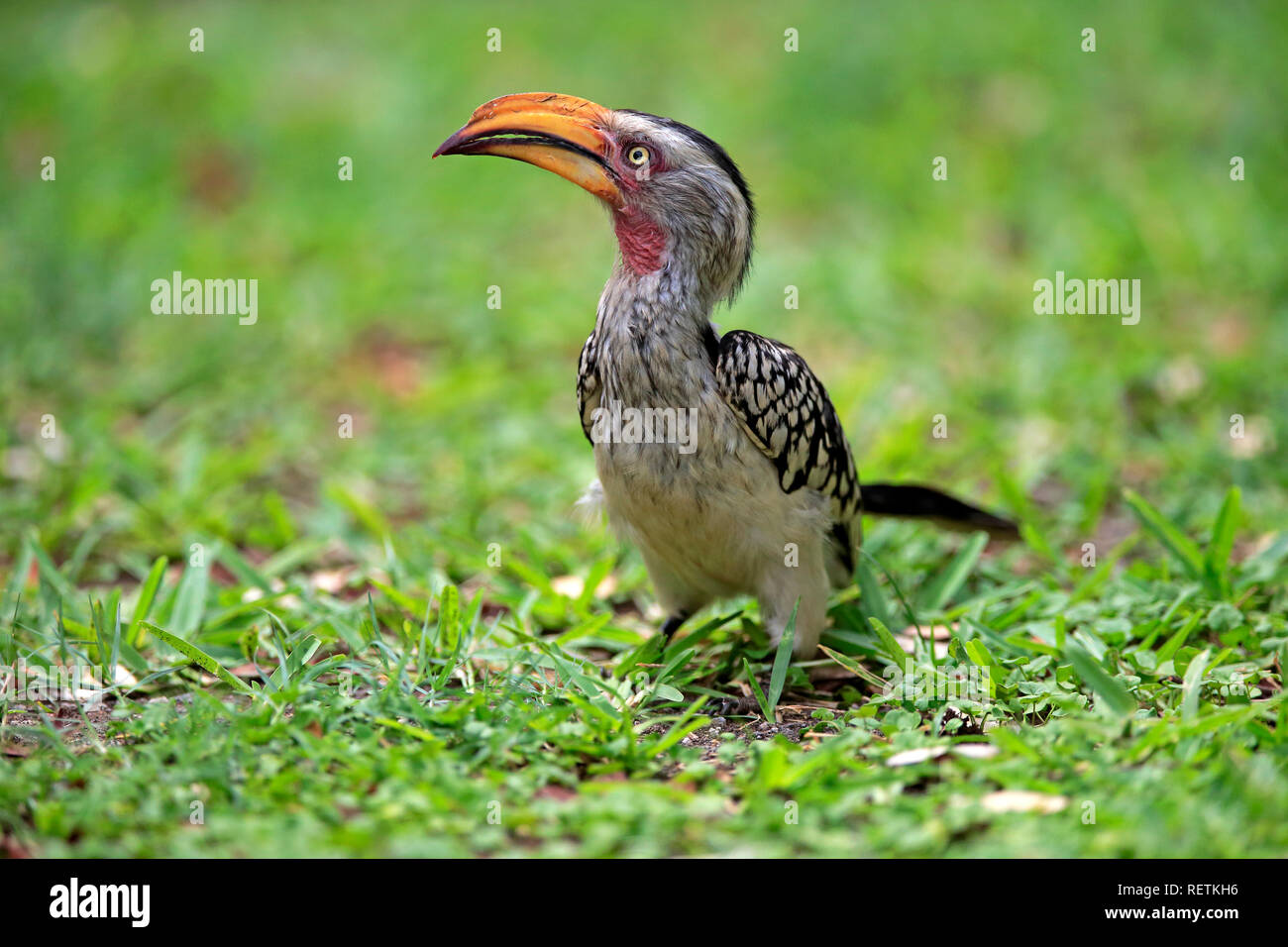 Yellowbilled Hornbill, adult on ground, Kruger Nationalpark, South Africa, Africa, (Tockus leucomelas) Stock Photo